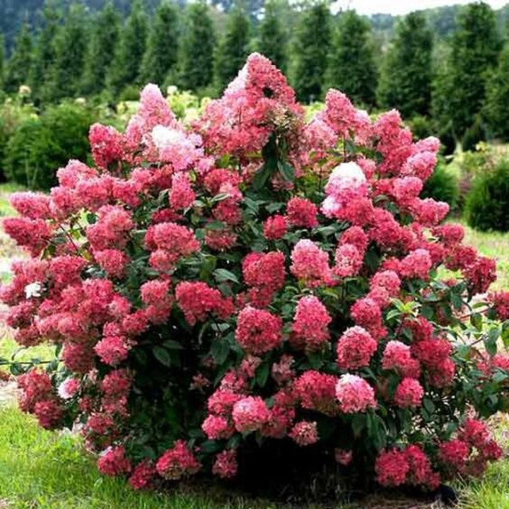 Šluotelinė Hortenzija (Lot Hydrangea Paniculata) 'Candelight'® Dydis C3-HORTENZIJOS-KRŪMAI