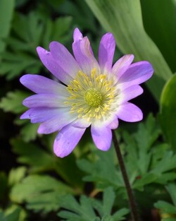 Malonioji plukė (Lot Anemone blanda) 'Charmer' SVOGŪNĖLIAI PAKUOTĖ 100 VNT | PLUKĖS | SVOGŪNINĖS GĖLĖS