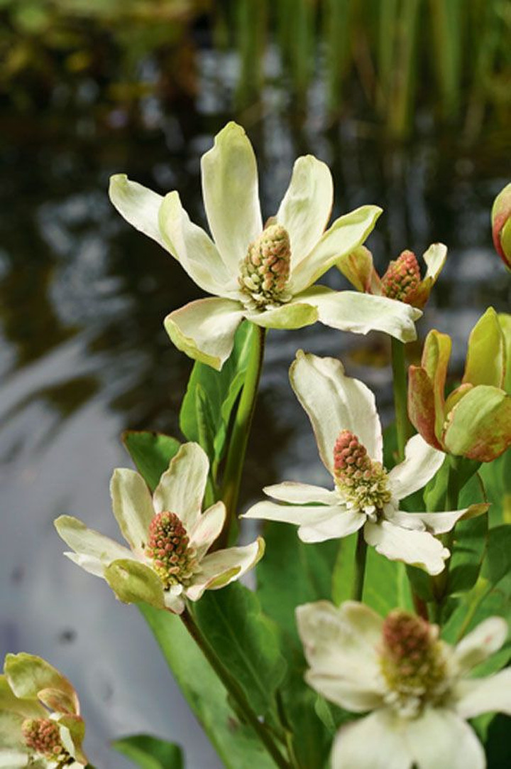Yerba Mansa (Lot Anemopsis california) P9 | YERBA MANSA | VANDENS IR PAKRANČIŲ AUGALAI