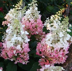 Šluotelinė Hortenzija (Lot Hydrangea Paniculata) 'Candelight'® Dydis C3 - nuotrauka 2