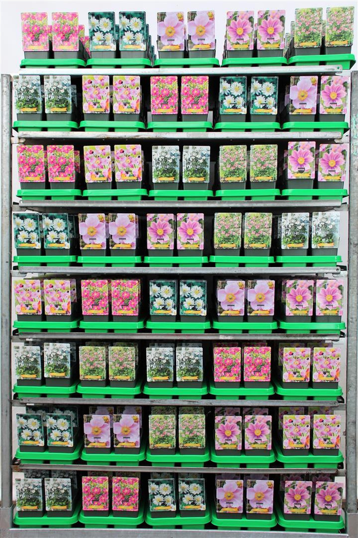 Plukė MIX (Lot Anemone in)  P11