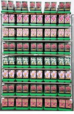 Plukė MIX (Lot Anemone in)  P11 - nuotrauka 2