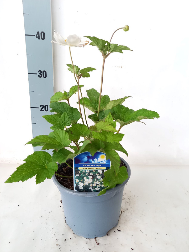 Plukė hibridinė (Lot Anemone hyb.) 'Honorine Jobert' C2/P17