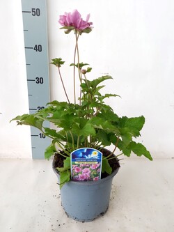 Plukė hibridinė (Lot Anemone hyb.) 'Konigin Charlotte' C2/P17