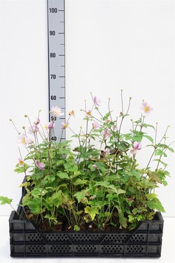 Plukė stambiažiedė (Lot Anemone hup.) 'September Charm' P9 JAUNI AUGALAI | PLUKĖS | SVOGŪNINĖS GĖLĖS