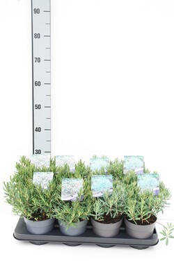 Balžuva MIX (Lot Andromeda in)  C1/P13 15-20 CM With Buds! 3x8 'Blue Ice' & 2x8 'Compacta'