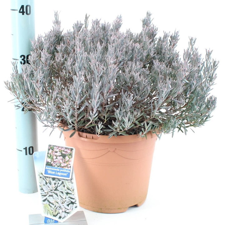 Balžuva MIX (Lot Andromeda in)  C5/P23 25-30 CM Antracite Deco Container * 2x30 'Blue Ice' & 'Compacta'
