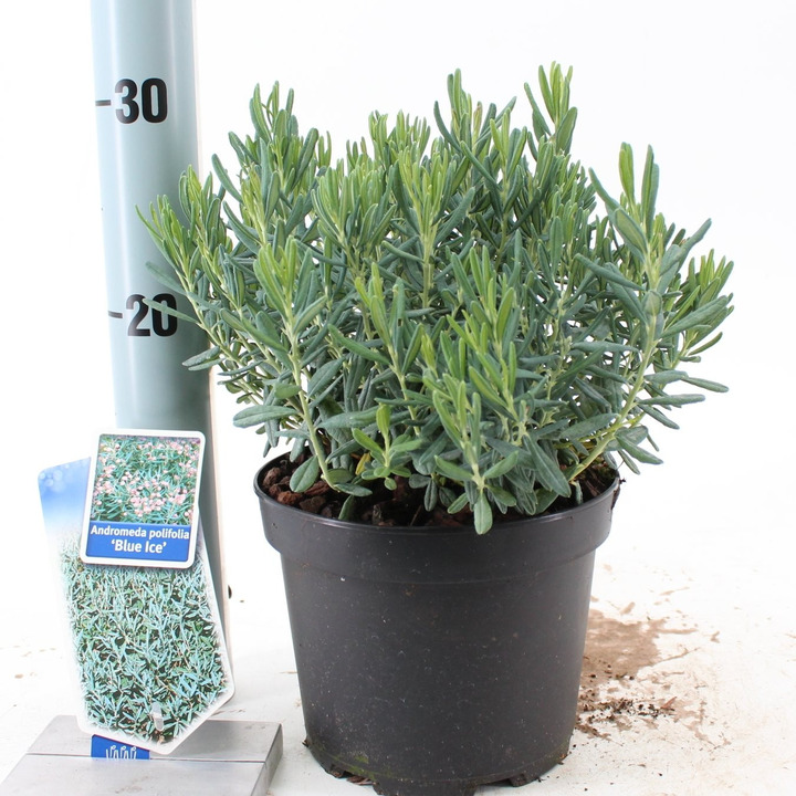 Balžuva siauralapė (Lot Andromeda polifolia) 'Blue Ice' C2/P17 20-25 CM | BALŽUVOS | KRŪMAI