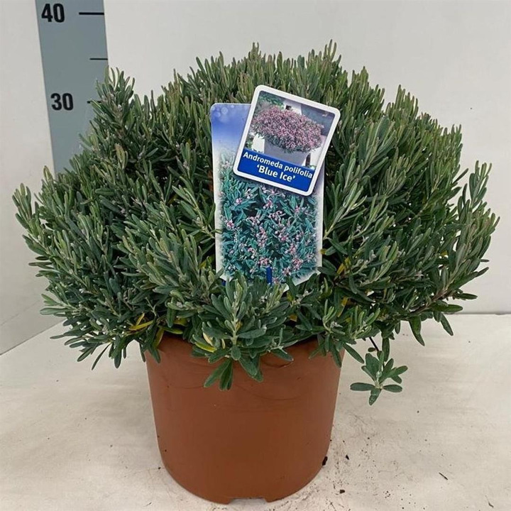 Balžuva siauralapė (Lot Andromeda polifolia) 'Blue Ice' C5/P23 25-30 CM