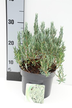 Balžuva siauralapė (Lot Andromeda polifolia) 'Blue Lagoon' C2/P17 20-25 CM - nuotrauka 1