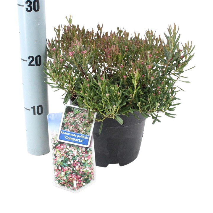 Balžuva siauralapė (Lot Andromeda polifolia) 'Compacta' C5/P23 25-30 CM