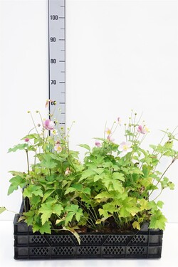 Plukė pūkuotoji (Lot Anemone tom.) 'Robustissima' P9 JAUNI AUGALAI