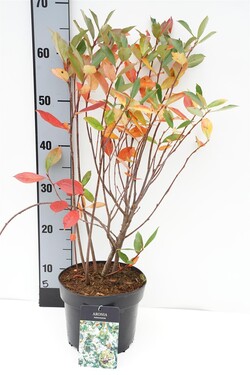 Juodavaisė aronija (Lot Aronia melanocarpa) C3/P19 40-50 CM | ARONIJOS | VAISMEDŽIAI - VAISKRŪMIAI
