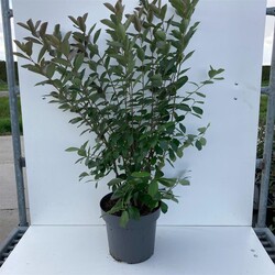 Juodavaisė aronija (Lot Aronia melanocarpa) C12 80-100 CM | ARONIJOS | VAISMEDŽIAI - VAISKRŪMIAI