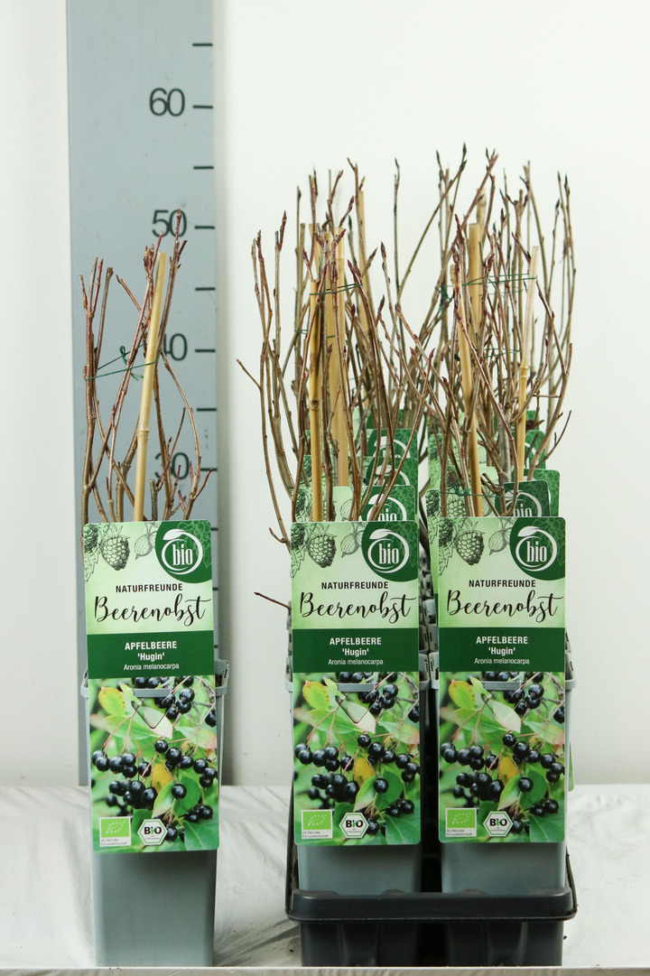 Aronija juodavaisė (Lot Aronia melanocarpa) 'Hugin' C2/P17 30-35 CM | ARONIJOS | VAISMEDŽIAI - VAISKRŪMIAI