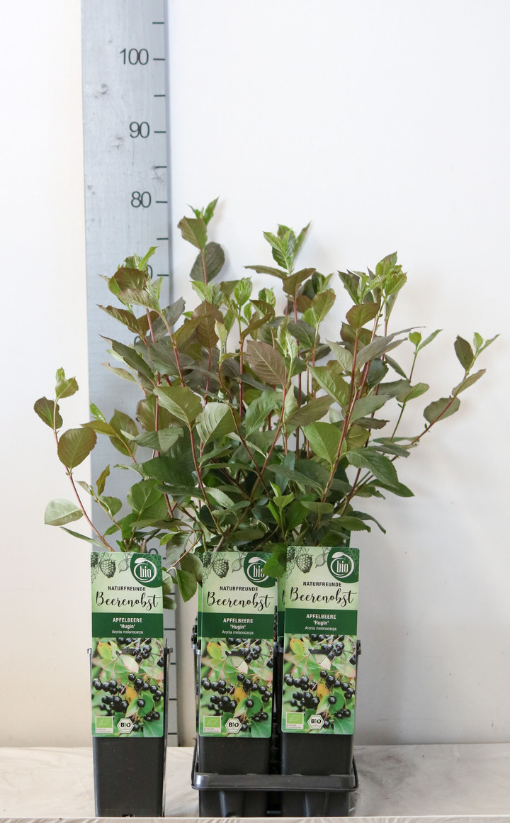 Aronija juodavaisė (Lot Aronia melanocarpa) 'Hugin' C2/P17 30-35 CM | ARONIJOS | VAISMEDŽIAI - VAISKRŪMIAI
