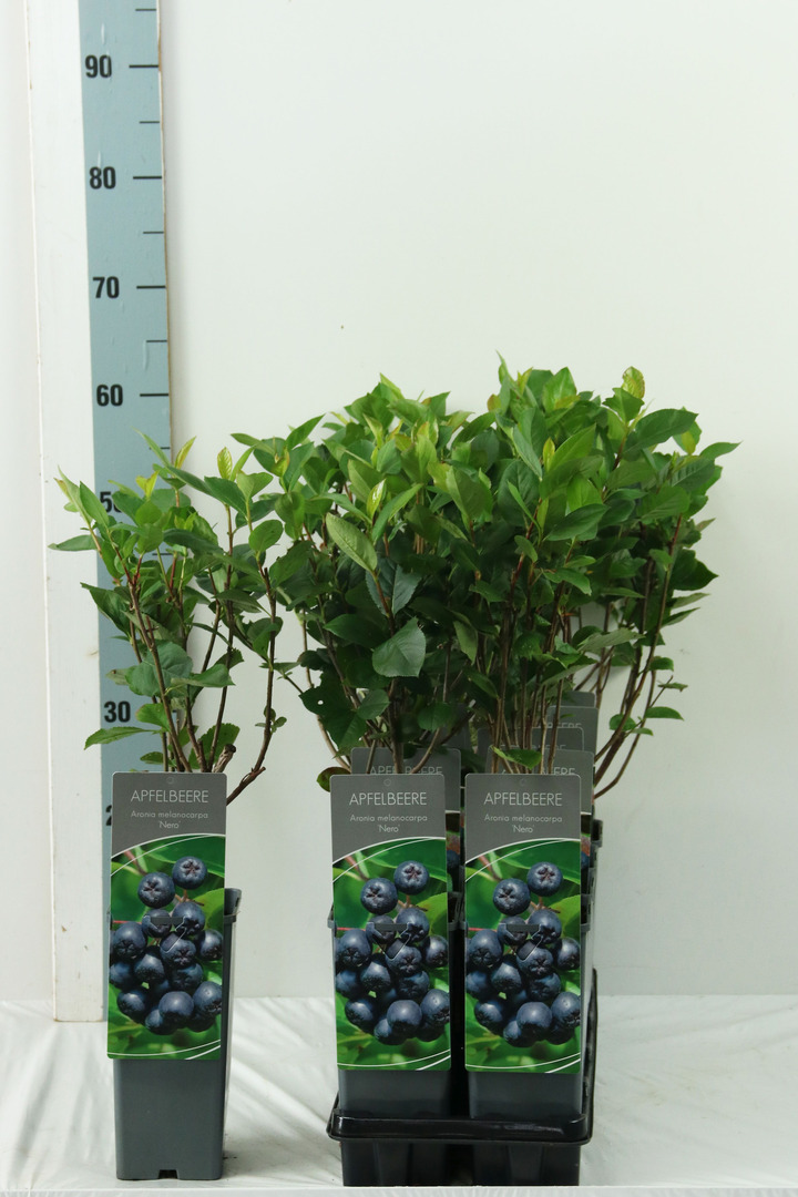 Aronija juodavaisė (Lot Aronia prun.) 'Nero' C2/P17 30-40 CM | ARONIJOS | VAISMEDŽIAI - VAISKRŪMIAI