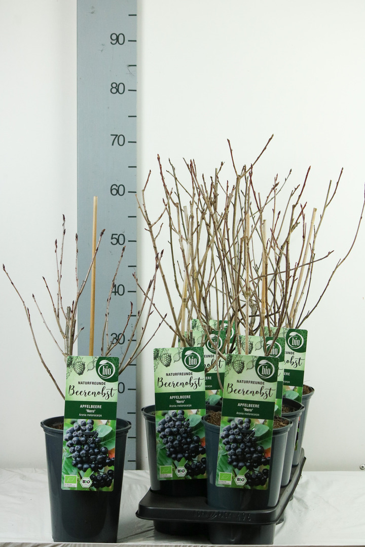 Juodavaisė aronija (Lot Aronia prun.) 'Nero' C3/P19 40-50 CM | ARONIJOS | VAISMEDŽIAI - VAISKRŪMIAI