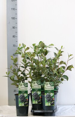 Aronija juodavaisė  (Lot Aronia prun.) 'Nero' C3/P19 40-50 CM - nuotrauka 2