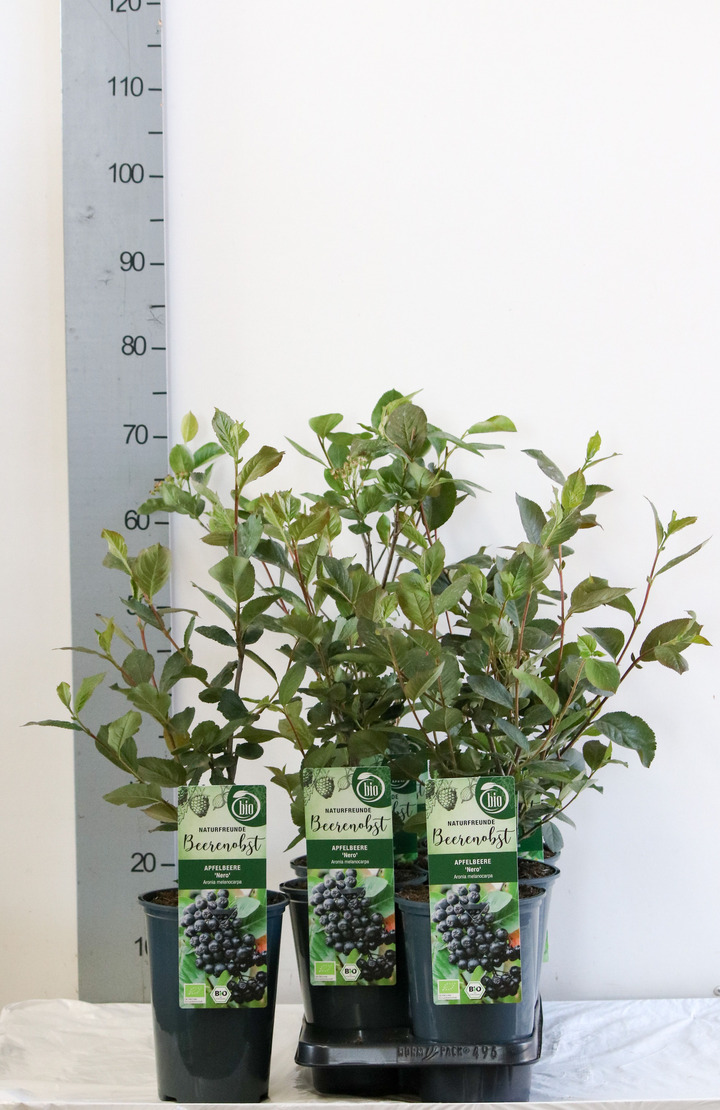 Juodavaisė aronija (Lot Aronia prun.) 'Nero' C3/P19 40-50 CM | ARONIJOS | VAISMEDŽIAI - VAISKRŪMIAI
