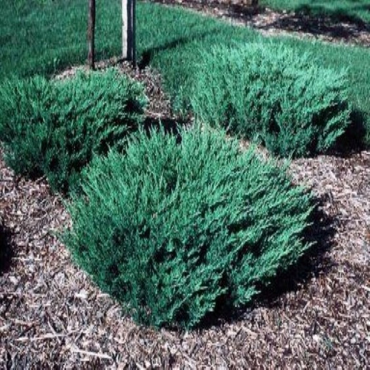 Kadagys Gulsčiasis (Lot Juniperus Horizontalis) ‘ANDORRA COMPACTA’ C3 20-30CM-KADAGIAI-SPYGLIUOČIAI