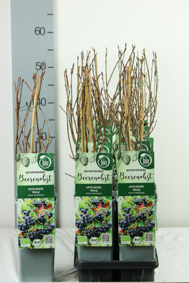 Aronija juodavaisė (Lot Aronia prun.) 'Viking' C2/P17 30-35 CM | ARONIJOS | VAISMEDŽIAI - VAISKRŪMIAI
