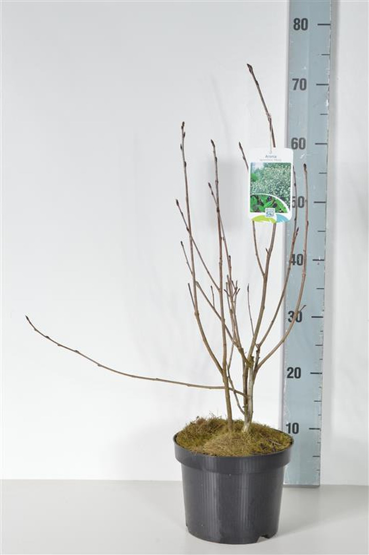 Juodavaisė aronija (Lot Aronia prun.) 'Viking' C3/P19 40-50 CM | ARONIJOS | VAISMEDŽIAI - VAISKRŪMIAI