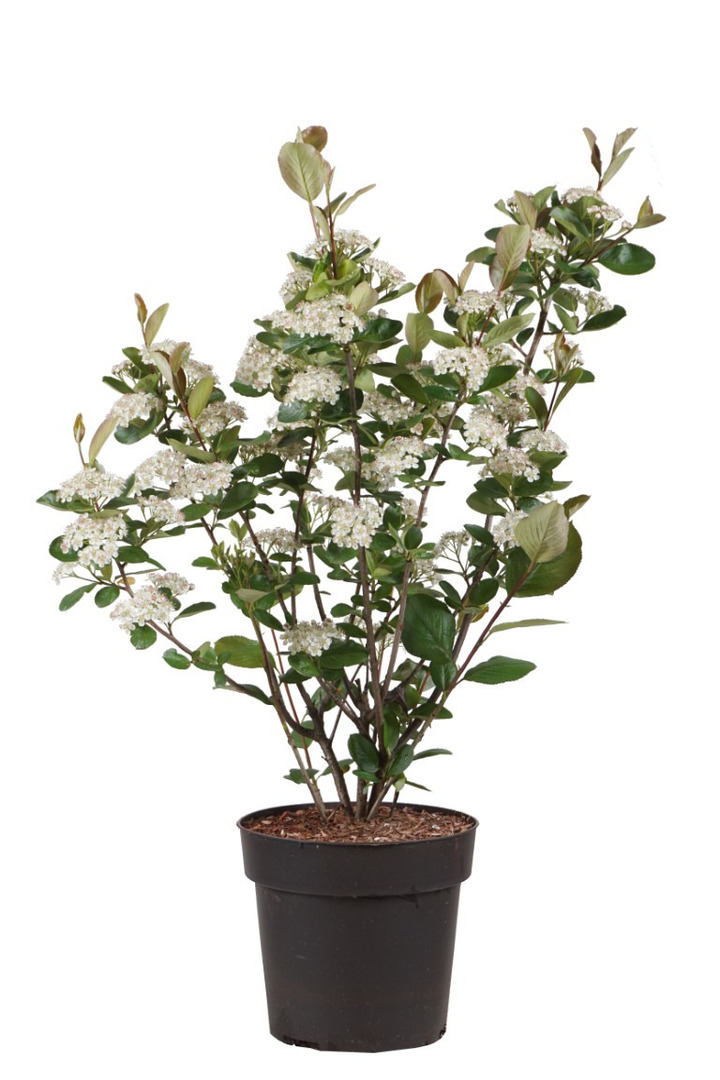 Aronija juodavaisė  (Lot Aronia prun.) 'Viking' C4/P21 40-60 CM