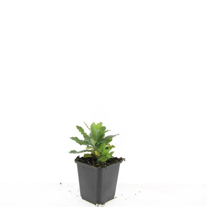 Astras (Lot Aster ageratoides) 'Ashvi' P9