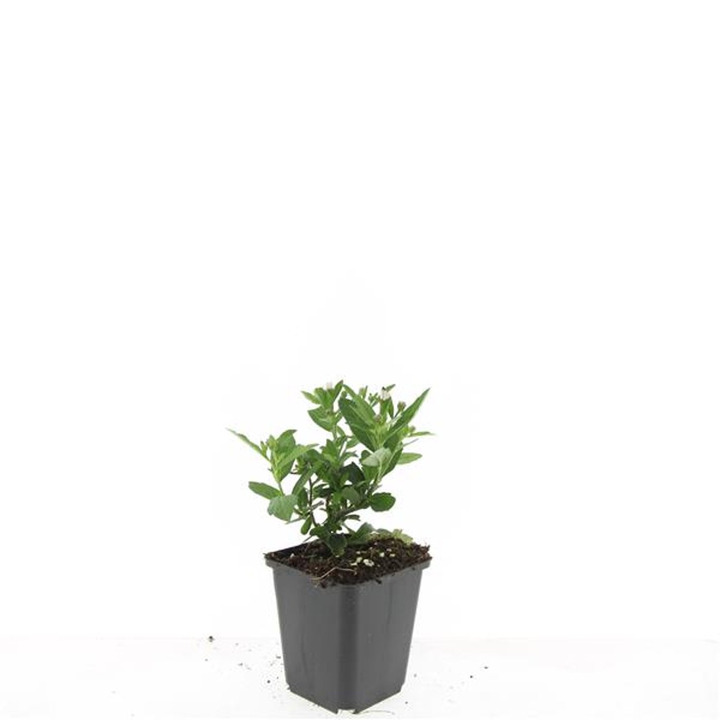 Astras (Lot Aster ageratoides) 'Asran' P9 JAUNI AUGALAI