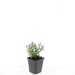 Astras krūminis (Lot Aster (D)) 'Prof. Anton Kippenberg' P9 JAUNI AUGALAI