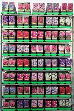 Astras MIX (Lot Aster in) P11 JAUNI AUGALAI - nuotrauka 1