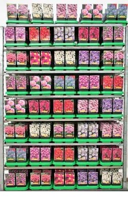 Astras MIX (Lot Aster in) P11 JAUNI AUGALAI - nuotrauka 2