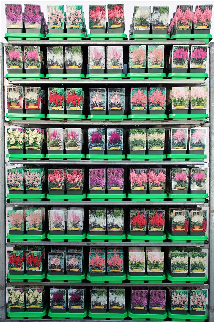 Astilbe MIX (Lot Astilbe in)  P11