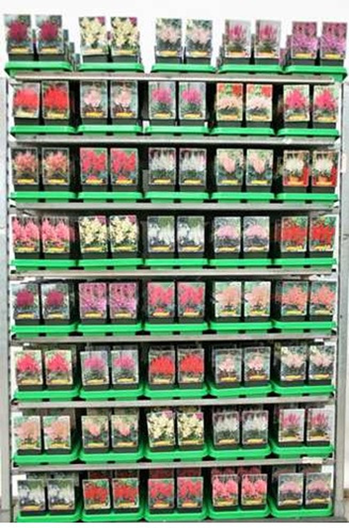 Astilbe MIX (Lot Astilbe in)  P11