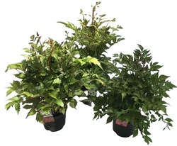 Astilbe MIX (Lot Astilbe in) C3/P19 - nuotrauka 2