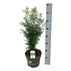 Buksmedis BetterBuxus® (Lot BetterBuxus) 'Skylight' C5/P23 50-60 CM | BUKSMEDŽIAI | KRŪMAI