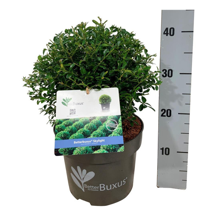 Buksmedis BetterBuxus®  (Lot BetterBuxus) 'Skylight' C5/P23 30 CM BALL