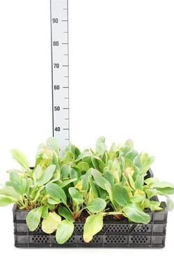 Bergenija (Lot Bergenia) 'Bressingham White' P9 JAUNI AUGALAI