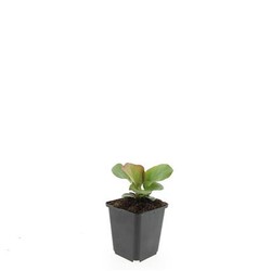 Bergenia cord. (Lot Bergenia cord.) 'Herbstblute' P9 JAUNI AUGALAI