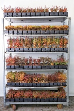 Raugerškis MIX (Lot Berberis in)  MIX P9 JAUNI AUGALAI