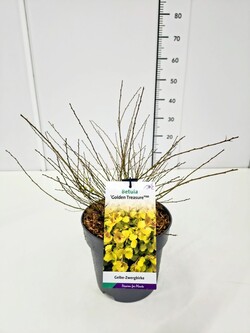 Beržas keružis (Lot Betula nana) 'Golden Treasure' C5/P23 40-50 CM