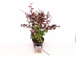 Raugerškis otavinis (Lot Berberis ott.) 'Superba' C3/P19 40-50 CM - nuotrauka 2