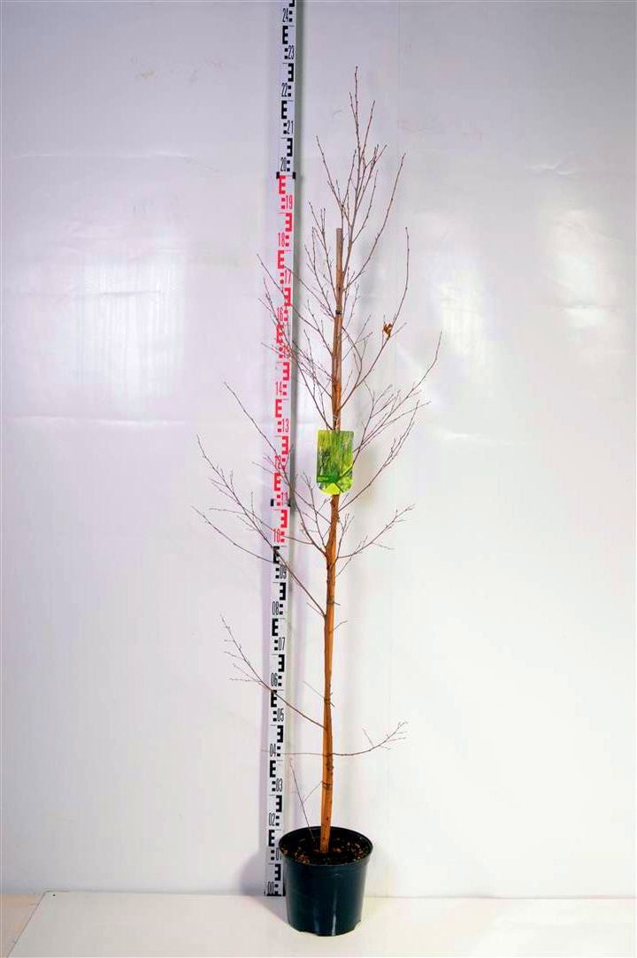Beržas karpotasis (Lot Betula pendula) C7,5/P26 175-200 CM | BERŽAI | MEDŽIAI
