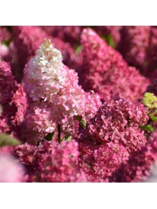 Šluotelinė Hortenzija (Lot Hydrangea Paniculata) 'Fraise Melba'® Dydis C5-HORTENZIJOS-KRŪMAI