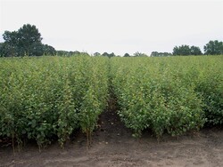 Beržas karpotasis (Lot Betula pendula)  1+1 120-150 CM