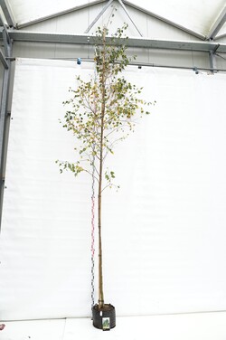 Beržas karpotasis (Lot Betula pendula)  C25 KAMIENO APIMTIS 10-12 CM  STANDARD