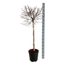 Beržas karpotasis (Lot Betula p.) 'Magical Globe' C15 STIEBAS 90 CM - nuotrauka 1