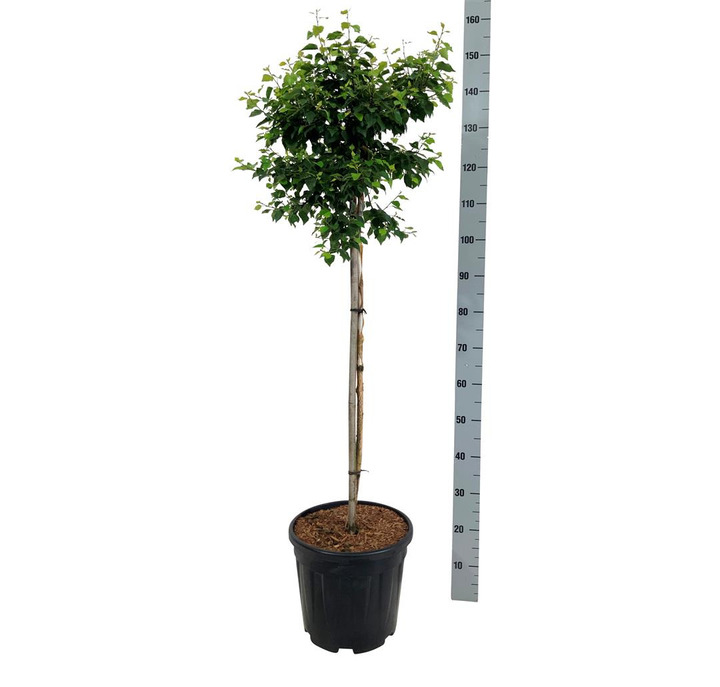 Beržas karpotasis (Lot Betula p.) 'Magical Globe' C15 KOTAS 90 CM | BERŽAI | MEDŽIAI