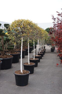Beržas karpotasis (Lot Betula p.) 'Magical Globe' C70 STIEBAS 120 CM - nuotrauka 2